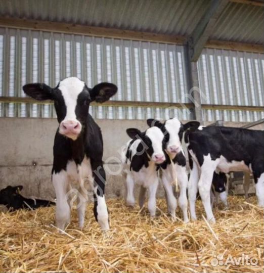 Телята бычки