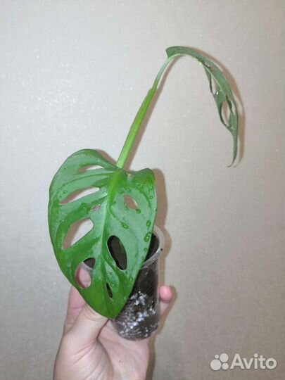 Монстера маски