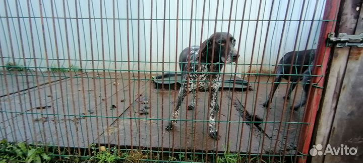 Отдам курцхааров