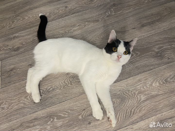 Отдам котика в добрые руки
