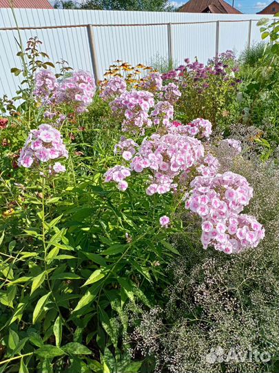 Многолетние цветы