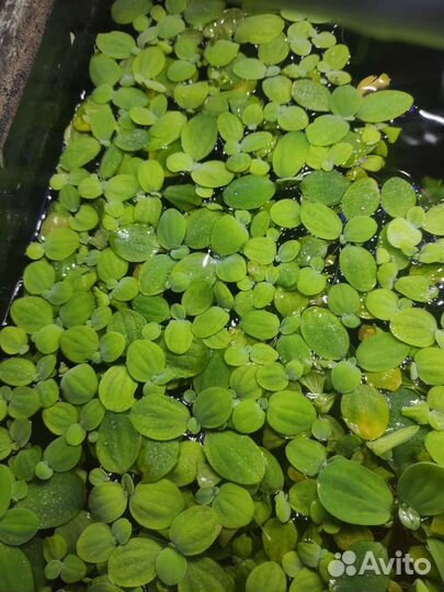 Аквариумные растения Пистия
