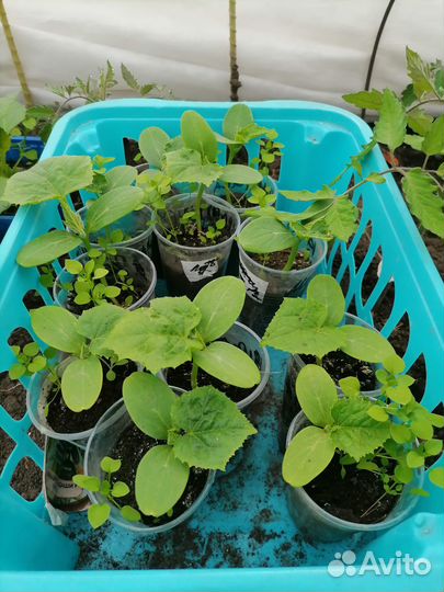 Рассада огурцов