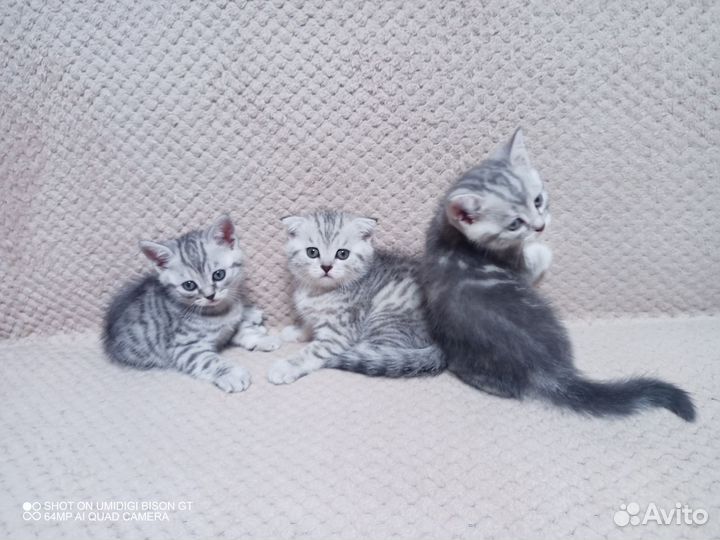 Шотландские котята