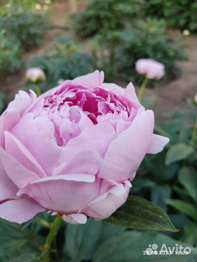 Пион сара бернара