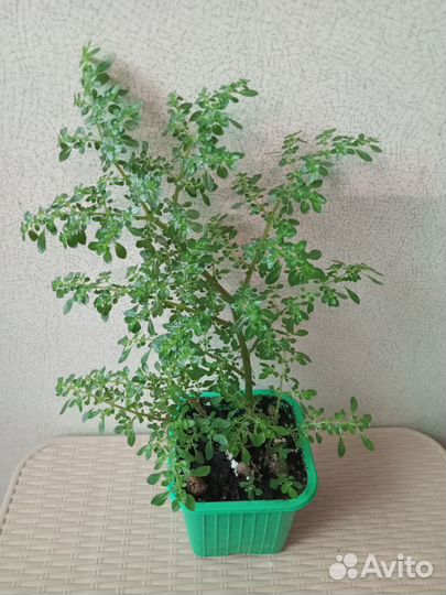 Пилея мелколистная