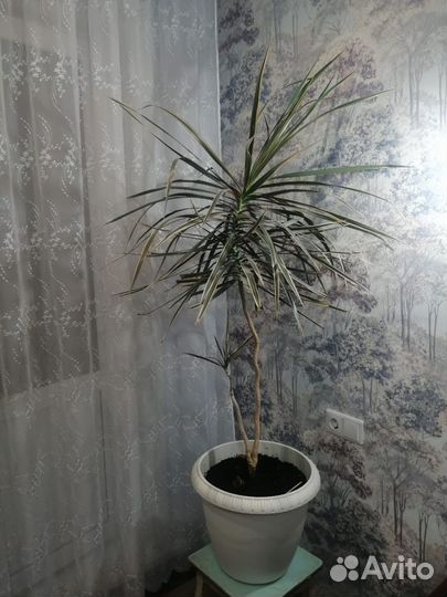 Пальма Драцена