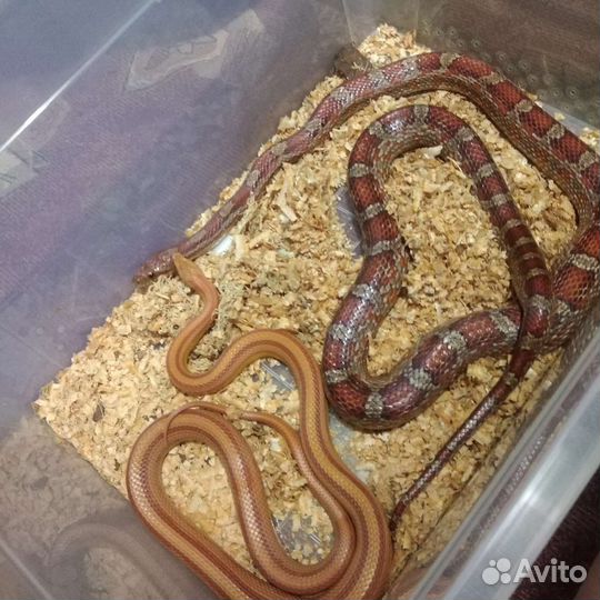 Маисовые полозы