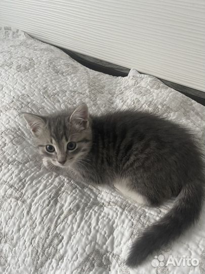 Домашние животные