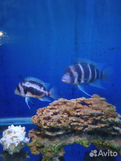 Фронтоза Бурунди