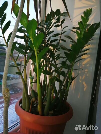 Замиокулькас