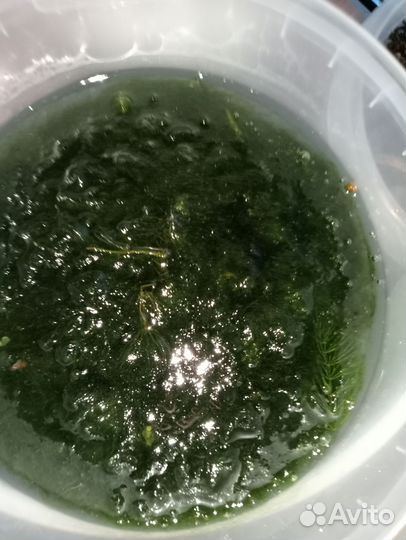 Водоросли для аквариума