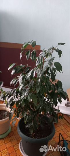 Фикус бенджамина