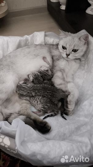 Британские котята