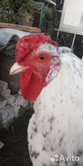 Инкубационное яйцо Пушкинских кур и Кучинских кур