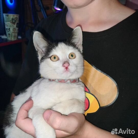 Отдам кота в добрые руки
