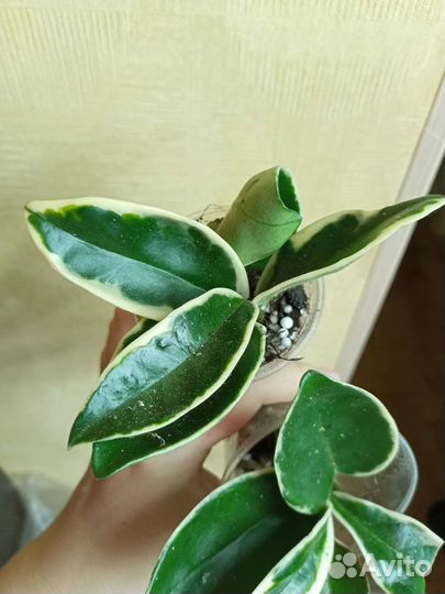 Хойя дисхидии