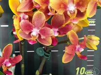 Фаленопсисы, орхидеи
