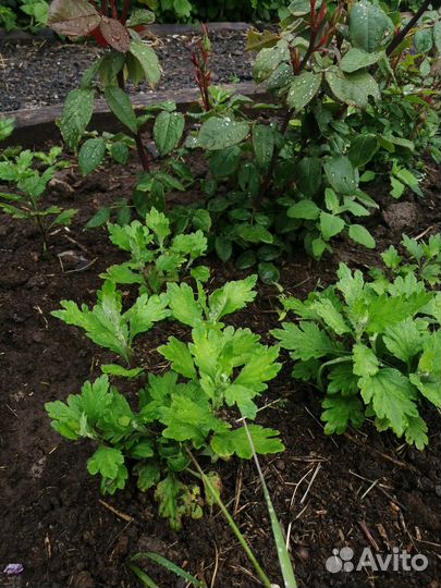 Хризантема желтая