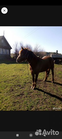 Продам лошадь