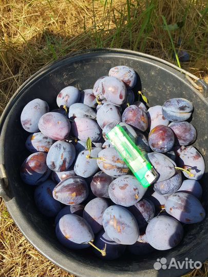 Чернослив стенлей