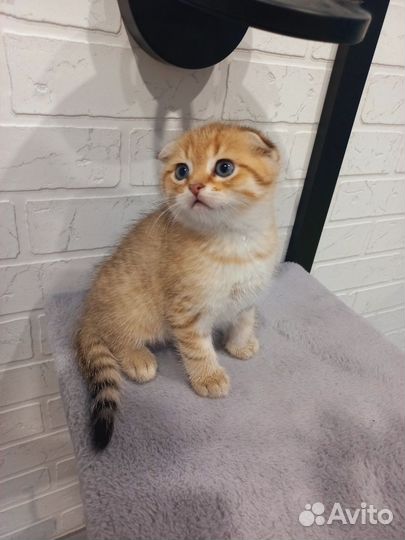 Шотландский вислоухий кот