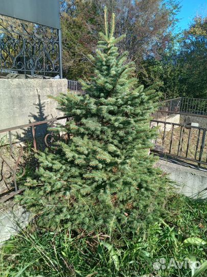 Ель