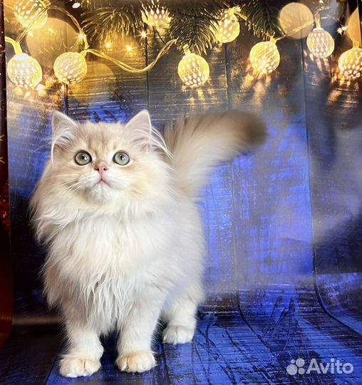 Британские котята лиловое золото