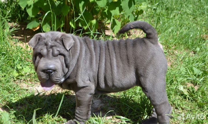 Шарпеи красавчики