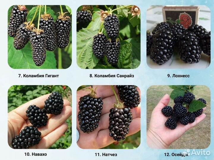 Саженцы ежевики, ежевика