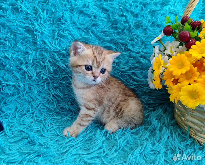 Шотландские котята