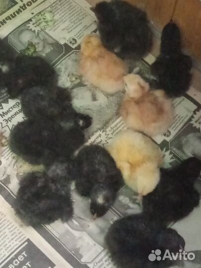 Цыплята цветной бройлер