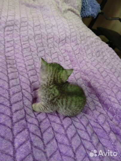 Котята в добрые руки бесплатно