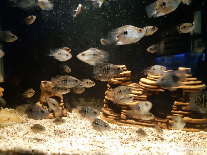 Бриллиантовая цихлазома / попугай