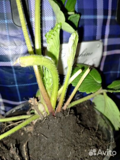 Клубника ремонтантная королева Елизавета 2