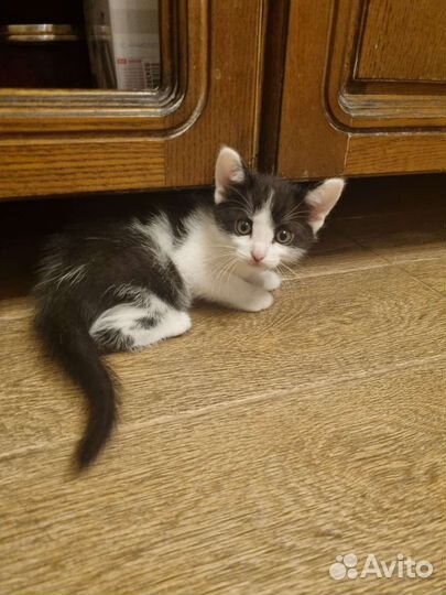 Котенок в дар бесплатно