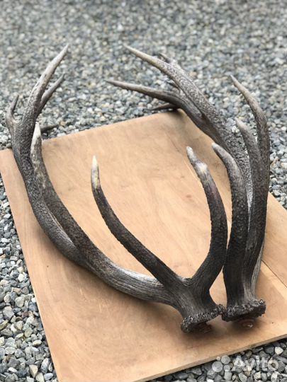 Оленьи рога