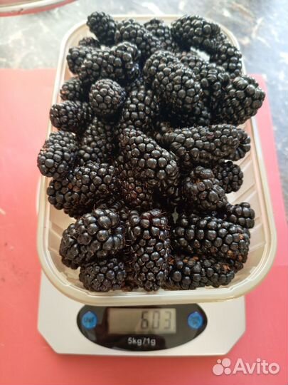 Ежевика свежая