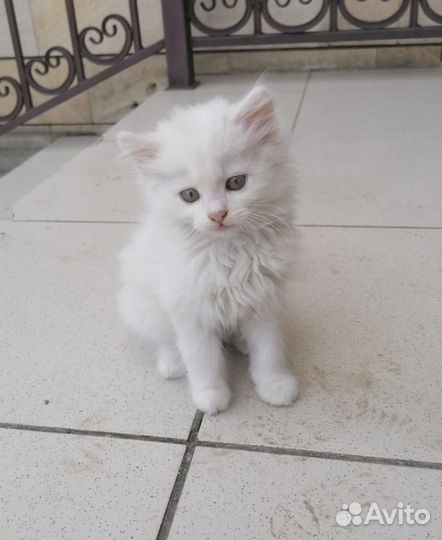 Котята в добрые руки бесплатно