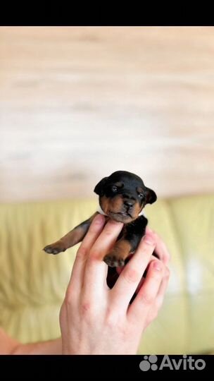 Щенульки цвергпинчера