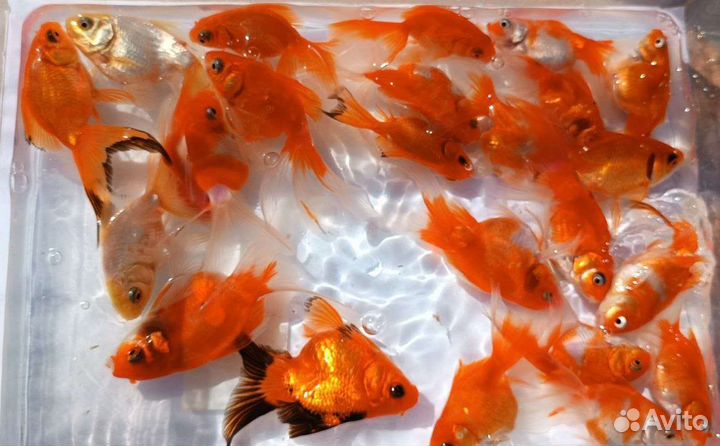 Золотые рыбки