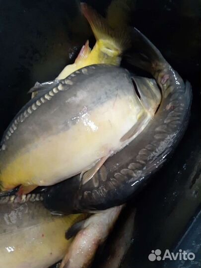 Карп,карась,раки