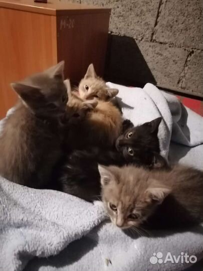 Кошки бесплатно