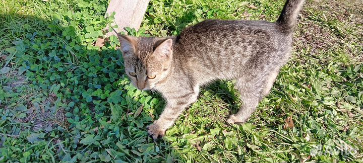 Котята в добрые руки бесплатно девочка