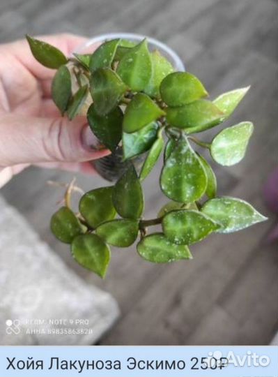 Хойя Хойи дисхидии сортовые комнатные цветы