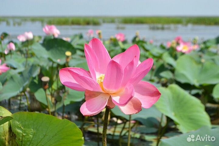 Экскурсионный тур в долину лотосов +Астрахань