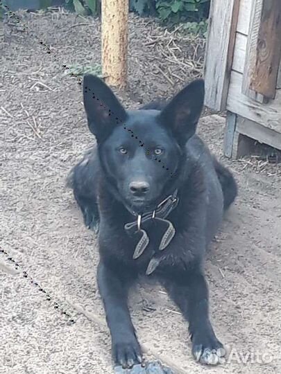 Метис овчарки в добрые руки