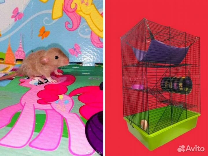 Крыса Дамбо Клетка Набор Крысята