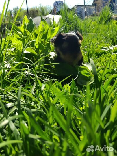 Йоркширский терьер мини