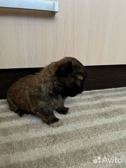 Щенки пекинеса